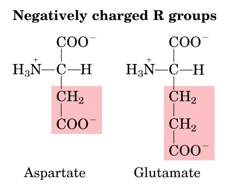 Minden aminosav egy azonos, és egy eltérő molekula részletből áll: az azonos rész tartalmazza az amino-, és a karboxilcsoportokat, az eltérő rész az ún. oldallánc, amely szerkezetileg 20 féle lehet.