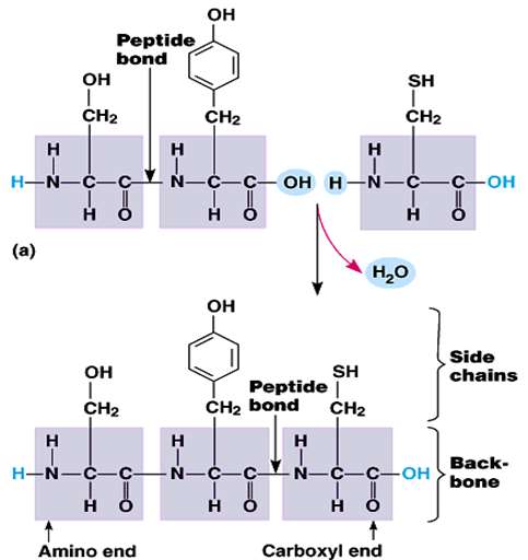 A reakció eredményeként a két aminosavat egy amidcsoport köti össze.