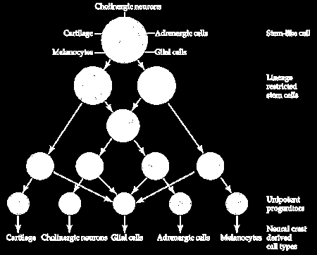 Hypothetical lineage restriction in the cells of the quail cephalic neural crest. 533 clones, each derived from a single cell, were observed for the cell types derived from each cell.