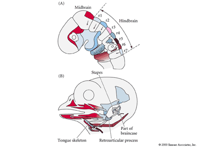 Az arc szilárd képletei a kopoltyúívek (rhombomérák) menti NC-ből származnak Chick embryo rhombomere neural crest cells and their musculoskeletal "packets.