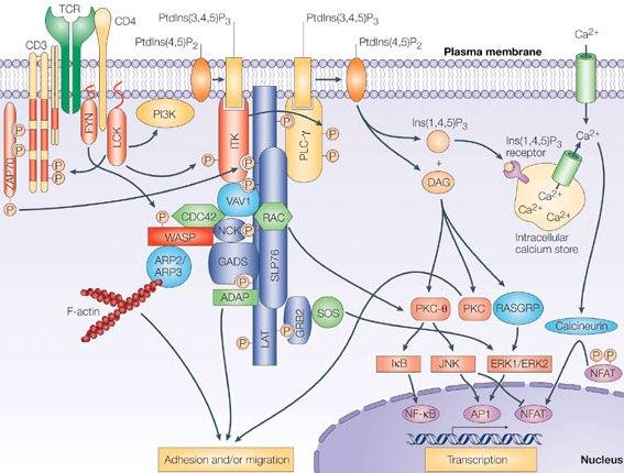 TEC-family kinases: regulators of T-helper-cell differentiation. 2005 Pamela L. Schwartzberg, Lisa D. Finkelstein and Julie A. Readinger Nature Reviews Immunology 5, 284-295 doi:10.1038/nri1591 (45).