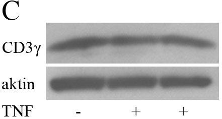 10. ábra: A TNF nem befolyásolja CD3ε és γ-lánc expresszióját.