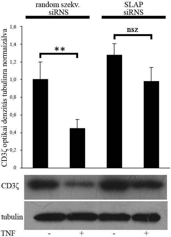 4.1.6.3 A SLAP csendesítése sirns-sel Korábbi kísérleti eredményeink alapján feltételeztük, hogy a SLAP szerepe fontos lehet a TNF okozta ζ-lánc csökkentésben.