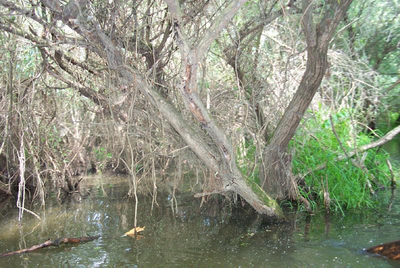 Vizes élõhelyek, szentély-típusú Holtágak A vizes élõhelyek közül a Tisza vízterén kívül, a szolnoki területi részen két szentély besorolású holtág van, a Kovácsi-Holt-Tisza (Szolnok, Besenyszög) és