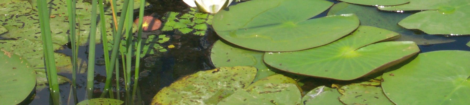 A Tisza-tó védett területei A Tisza-tó 12700 ha-os területébõl 6184 ha a védett terület. Kezelõje a Hortobágyi Nemzeti Park Igazgatóság.