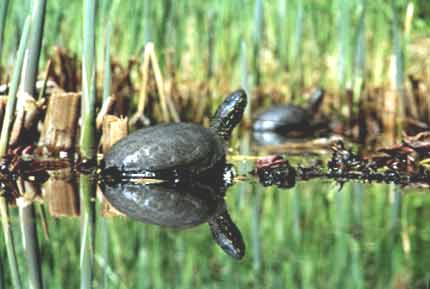 A Tisza-tó állatvilága Halak A duzzasztás következtében a korábbi folyóvízi halfauna jelentõsen megváltozott és összességében gazdagabb lett.