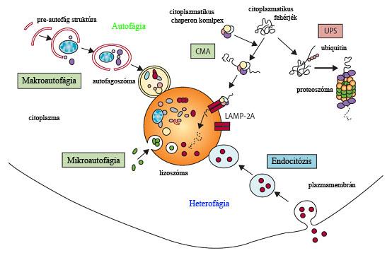 1. ábra A sejtben működő lebontó folyamatok és az autofágia típusai Az autofágia mechanizmusa és molekuláris szabályozása A makroautofágia összetett folyamat (2.
