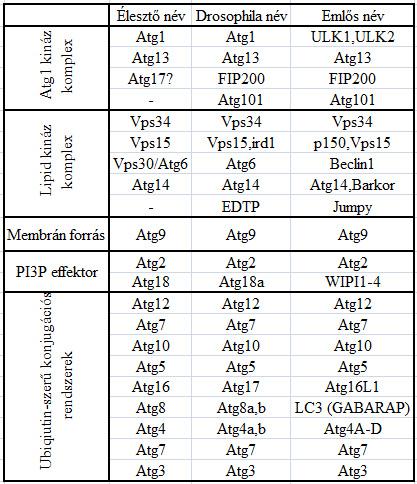 és a Rab7 GTPáz (GTP, Guanosine-5'-triphosphate) aktivitása (Nickerson, Brett és mtsai 2009). 5.