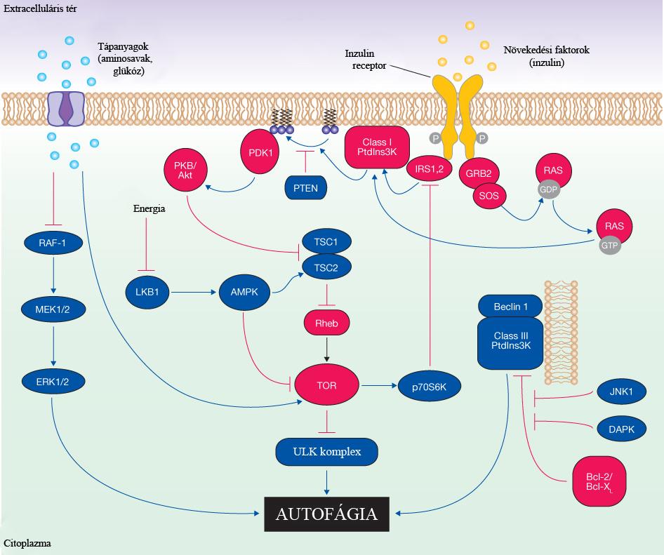 4. ábra Az autofágia szabályozása Aminosav-éhezés során az autofágiát a Raf kináz (rapidly accelerated fibrosarcoma) szignalizációs kaszkádja is szabályozhatja sejttenyészeti vizsgálatok alapján.