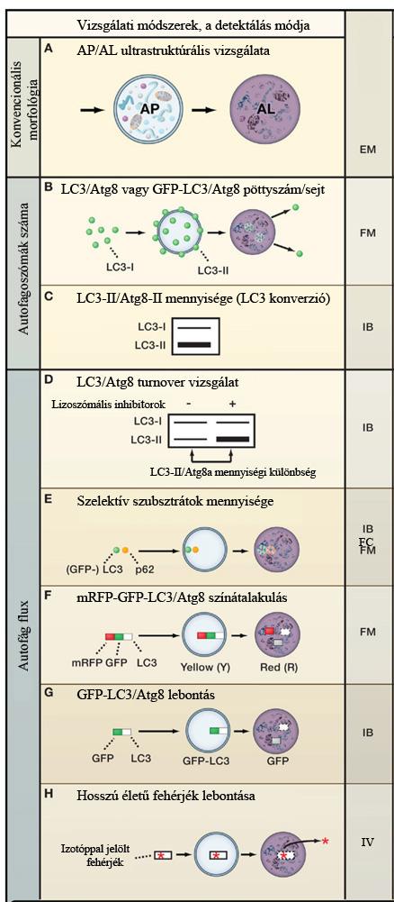 6. ábra Az autofágia vizsgálati