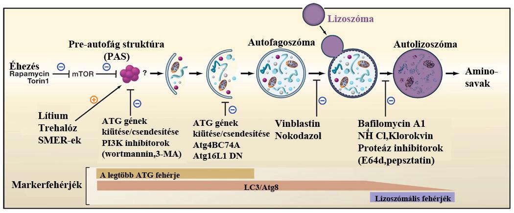 7. ábra Az autofágia ismert inhibítorai és