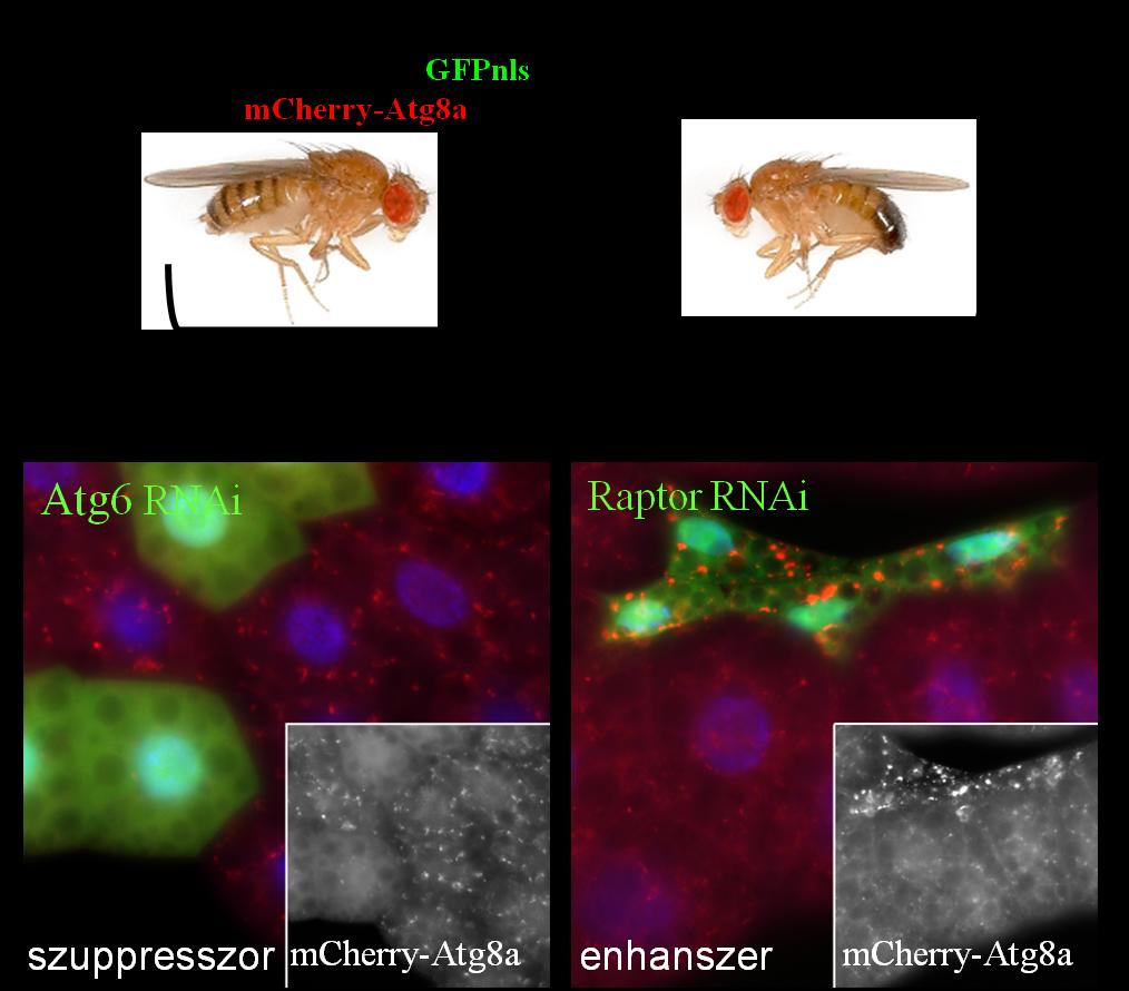 IV. EREDMÉNYEK Az autofágiában szerepet játszó gének azonosítása in vivo teljes genom RNSi szűréssel Drosophilában Munkám során először - két másik kollégámmal együtt - az autofágiában szerepet