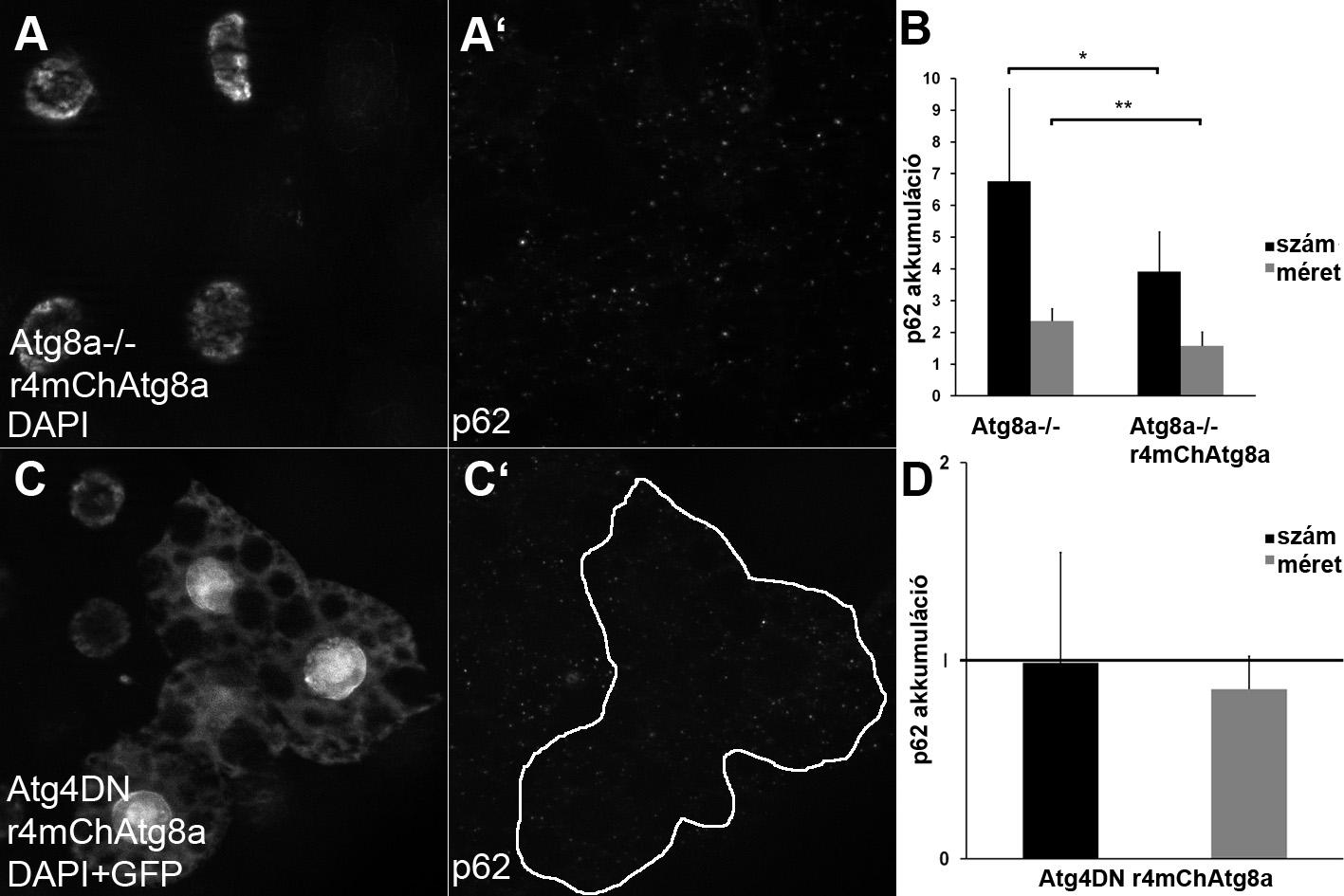 33. ábra A p62 felhalmozódásának mértéke alapján az mcherry-atg8a riporter túltermeltetése részben menekíti mind az Atg8a funkcióvesztéses mutációja, mind az Atg4DN allél expressziója által okozott