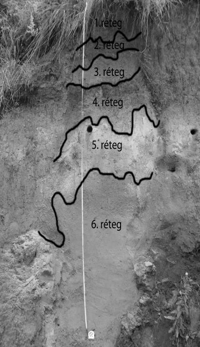 A talajszelvény feltárása, bemutatása 6. ábra: A Szána-völgyi talajszelvény különböző rétegei (A 1 -szint: 1. réteg, A 2 -szint: 2. réteg, A 3 -szint: 3. réteg, B 1 -szint: 4. réteg, B 2 -szint: 5.