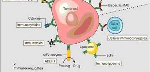 Mesterségesen előállított antitestek a tumor terápiában A mesterségesen előállított antitestek un.