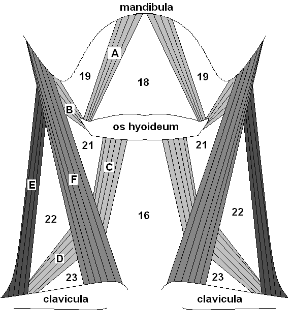 14 8. ábra: Nyaki háromszögek by VE (A venter ant. musculi digastrici, B venter post. m. digastrici, C venter sup.