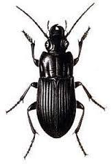 Carabus hortensis Abax ater B H K L