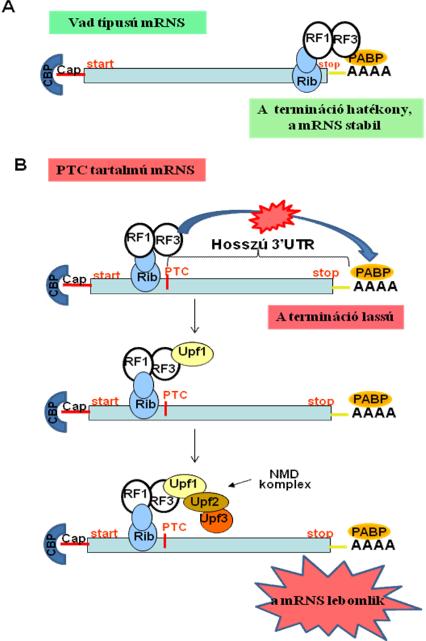 kísérletek, ahol a PTC tartalmú, hosszú 3 UTR-ral rendelkező mrns-ek kimenthetők voltak az NMD-ből, ha a PABP-t mesterségesen a 3 UTR-ba, a stop közelébe kötötték, ezáltal lehetővé tették, hogy az