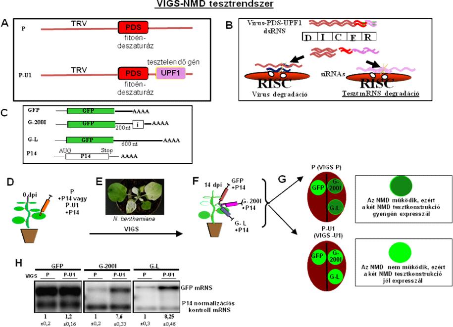 / Általános ábra 8. VIGS -NMD tesztrendszer: (A) A VIGS fertőzéshez használt TRV-PDS kontroll-vigs konstrukció és a TRV-PDS-UPF1 NMD-VIGS konstrukció rajza.