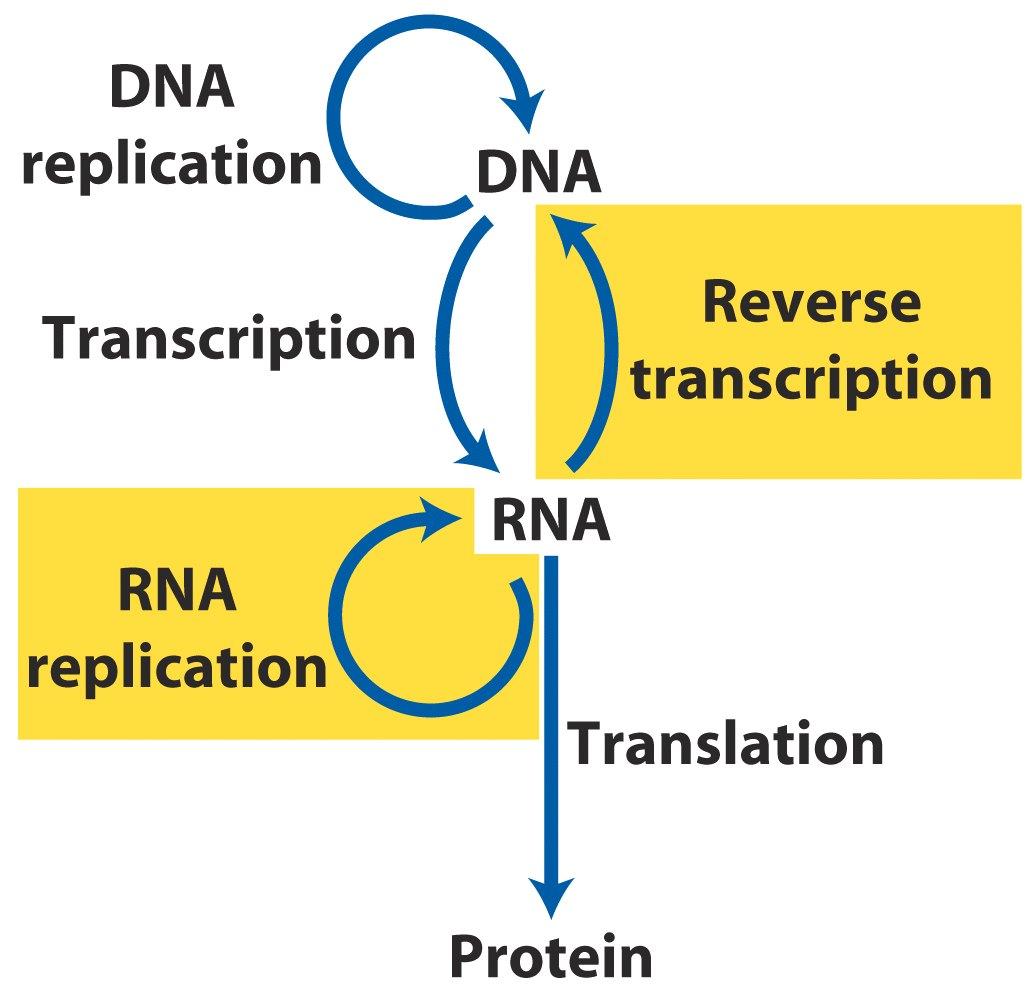 A genetikai információ folyási iránya DNS replikáció DNS