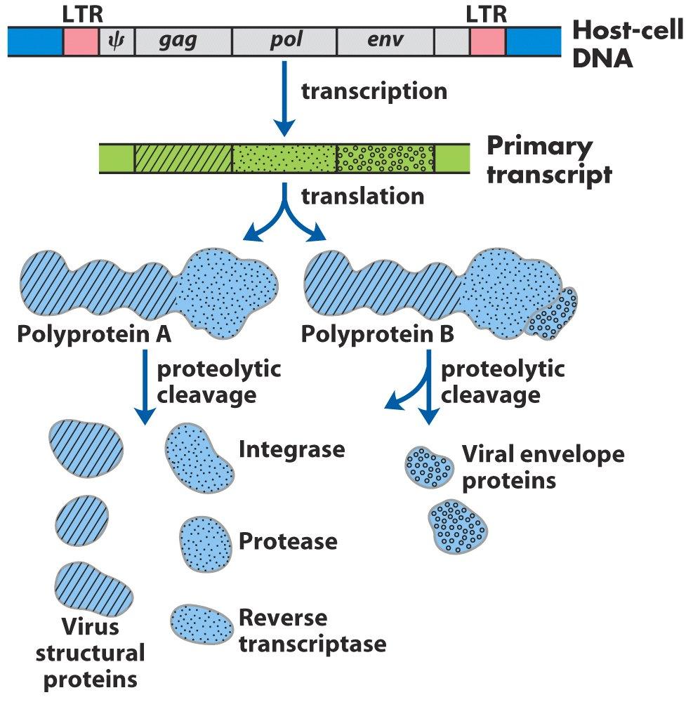 A retrovírusok fertőzési mechanizmusa 2 transzkripció transzláció Primer transzkript Poliprotein A Poliprotein B