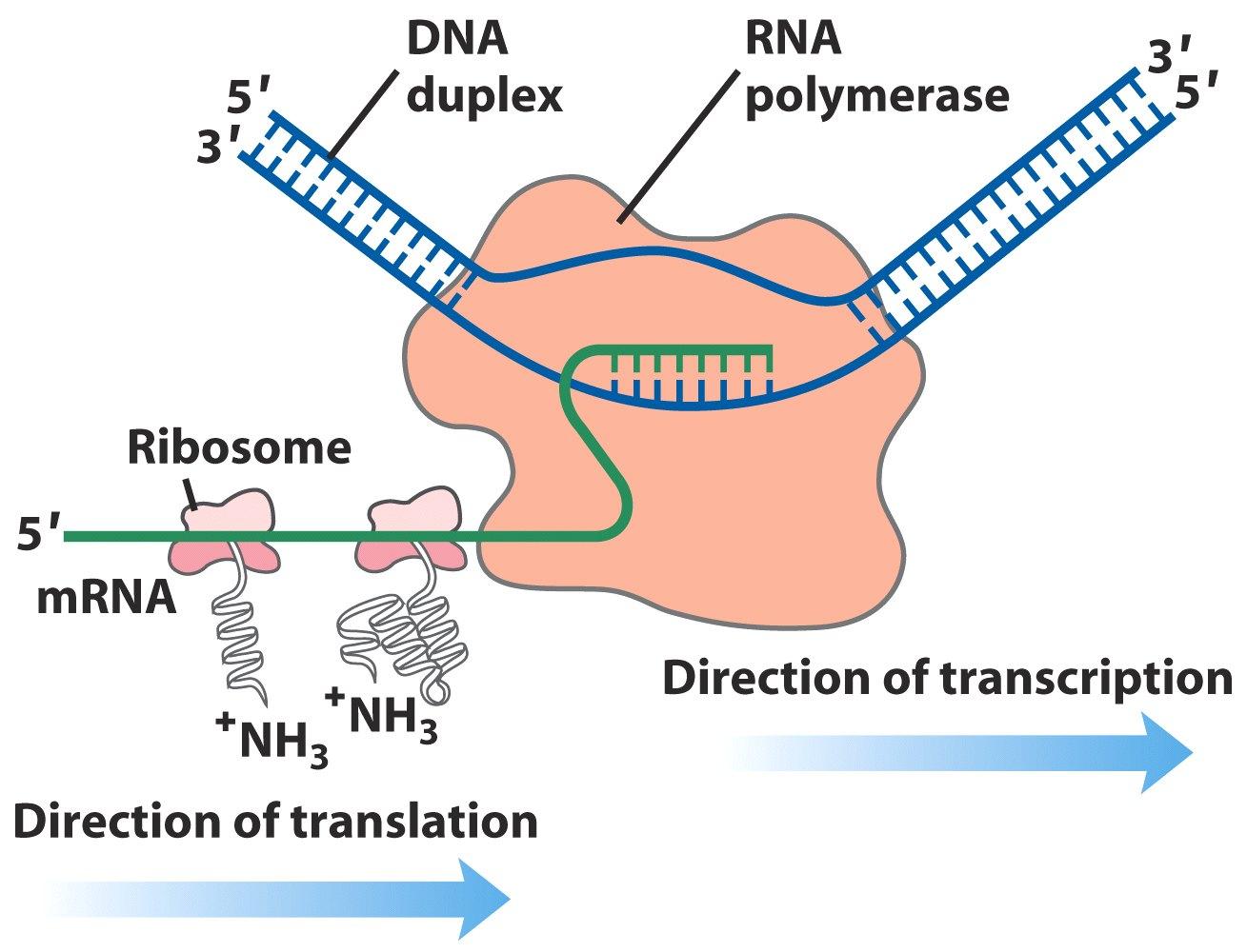 A transzkripció és transzláció együttes folyamata DNS duplex
