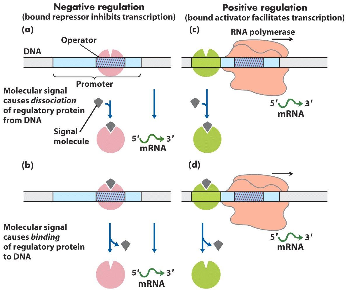 A génkifejeződés szabályozási lehetőségei Negatív reguláció DNS mrns Pozitív reguláció (a kötődött represszor gátolja a (a kötődött aktivátor facilitálja transzkripciót) a