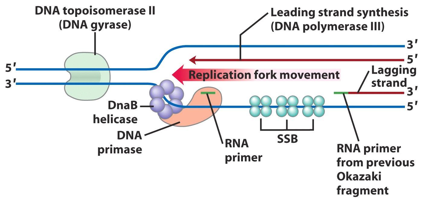 A replikációs villában dolgozó fehérjék Követő szál szintézise DNS polimeráz III Giráz DNS topoizomeráz II Vezető szál szintézise DNS polimeráz III