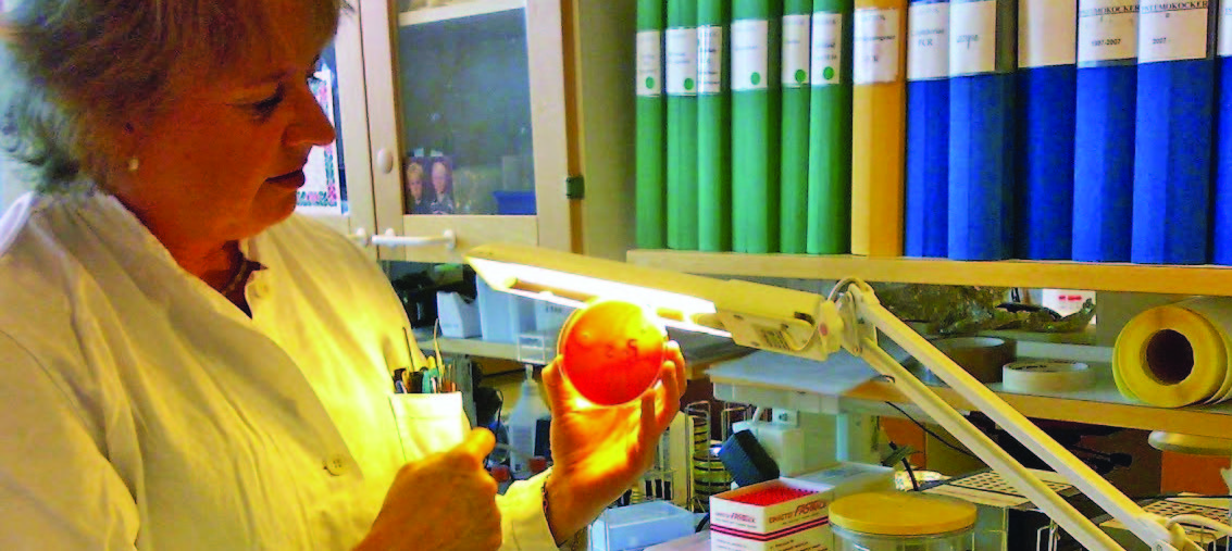 Még mindig nélkülözhetetlen: hagyományos laboratóriumi diagnosztika a svéd Smittskyddsinstitutetnél (svéd járványvédelmi intézet) Az uniós szintű molekuláris felügyelet kísérleti szakasza, amely