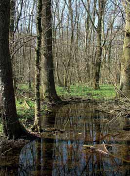 J6 Keményfás ártéri erdők hely, a mai állományok nagy részében 1-2 fafaj (főleg a kocsányos tölgy Quercus robur és a magyar kőris Fraxinus angustifolia subsp.