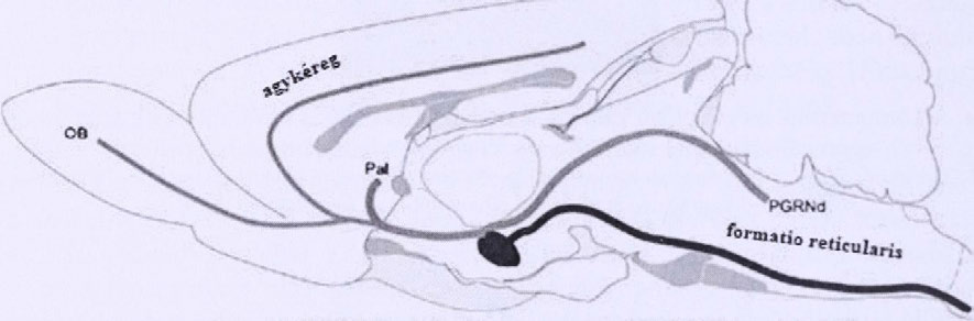 VÁRKONYI E. és JANCSIK V. ban a laterális hipotalamikus régióban (LH) és a zona incertában találhatóak meg.