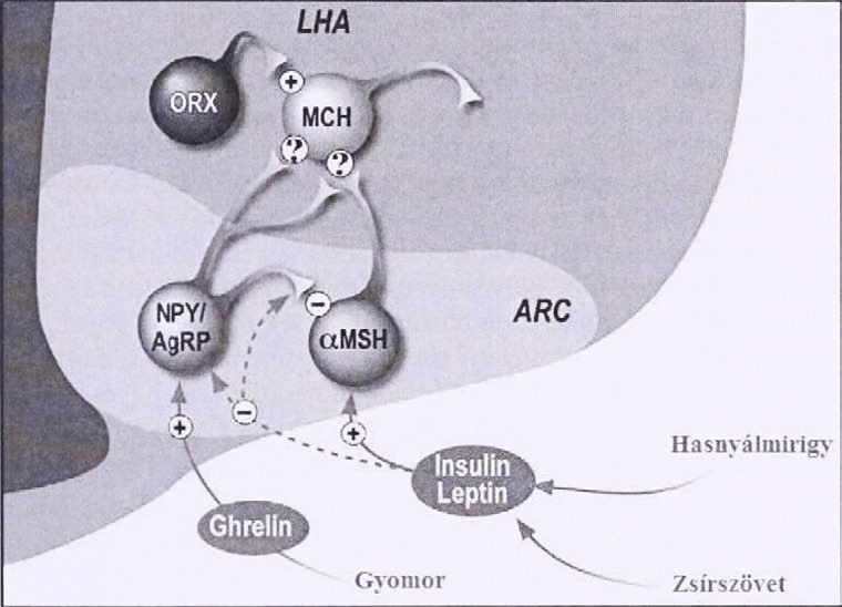 I A SOKSZÍNŰ MELANIN-KONCENTRÁLÓ HORMON A nucleus arcuatus területén található elsődleges-szabályozó neuronok" fogadják az energia állapotot tükröző perifériás információkat.
