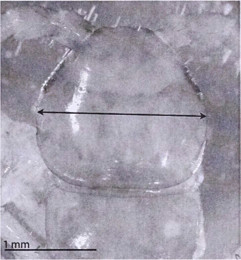 A LiTHOBIUS STYGIUSINFERNUS LOKSA, 1948 TAXONÓMIAI HELYZETE 1. ábra. L. lucifugus jobb oldali uszálylábának belső oldala. Figure 1. L. lucifugus, medial side of the 15. right leg. 2. ábra. L. lucifugus fejpajzsának szélessége.