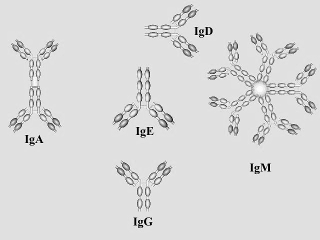 Immunglobulin izotípus A nehézlánc