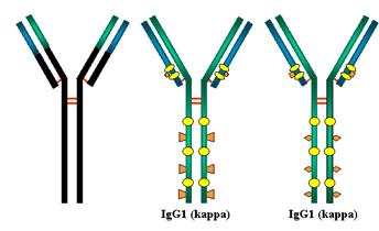 Immunglobulin allotípus Izotípuson belüli allérvariációk (fajon belüli egyedi eltérések), amelyek a konstans régiót érintik.