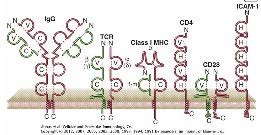 Immunglobulin szupercsalád Antigén receptorok, ko-receptorok,