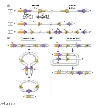 RAG1 és RAG2 enzimek működése 1. A V, J és D exonok határán konszenzusszekvenciák (RSS Recombination Signal Sequence) találhatók. 2. Az RSS a RAG enzimek szubsztrátja 3.