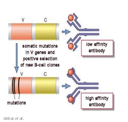 Az ellenanyag repertoire kialakulása: Szomatikus hipermutáció affinitás érés Th sejtek citokin termelése a naiv B sejtek V gén mutációja fokozódik (1000x)