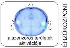 lépései Környezet (fizikai-kémiai hatások) Receptor Idegsejt Központi idegrendszer Mérhető