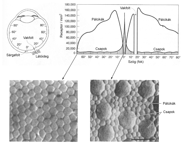 Fotoreceptorok A receptorsejtek tulajdonságai Pálcika Csap Kis fényintenzitást képes érzékelni (optimális esetben akár 1 fotont!