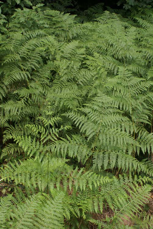 Sasharaszt vagy saspáfrány (Pteridium aquilinum ) Alaktani jellemzők: Kúszó gyöktörzsű, kiterjedt sarjtelepeket alkotó évelő faj. Hajtásai 1-2 méter magasak, májustól szeptemberig zöldellnek.