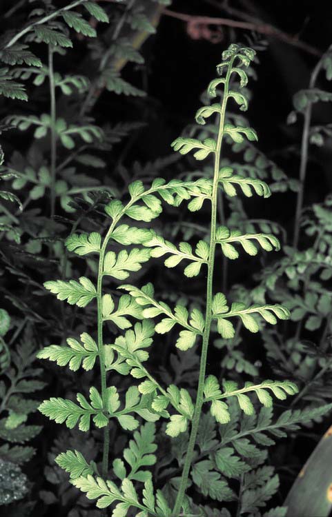 Hólyagpáfrány (Cystopteris fragilis) Alaktani jellemzők: Közepes termetű, sziklalakó, évelő páfrányfaj.