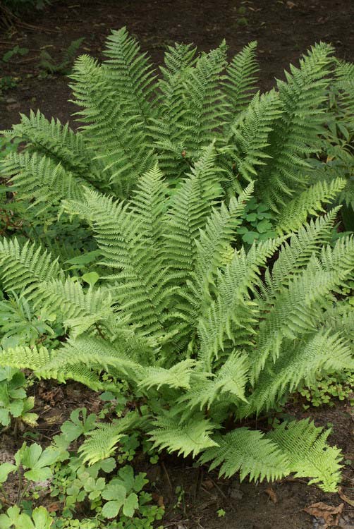 Erdei pajzsika (Dryopteris filix-mas) Alaktani jellemzők: Rövid gyöktörzsű páfrányfaj. Levelei kétszeresen szárnyaltak, sötétzöldek, 70-140 cm hosszúak.