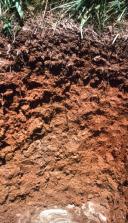 A talaj fogalma A talaj A talaj: a földfelszín legfelső, termékeny rétege, 3 fázisú polidiszperz rendszer.