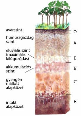 További talajképző folyamatok Kilúgzás: Előfeltétele a lefelé áramló víz. Eredménye: a felső talajszintek a bázikus kationokban (Na, K, Ca, Mg) történő elszegényedése.