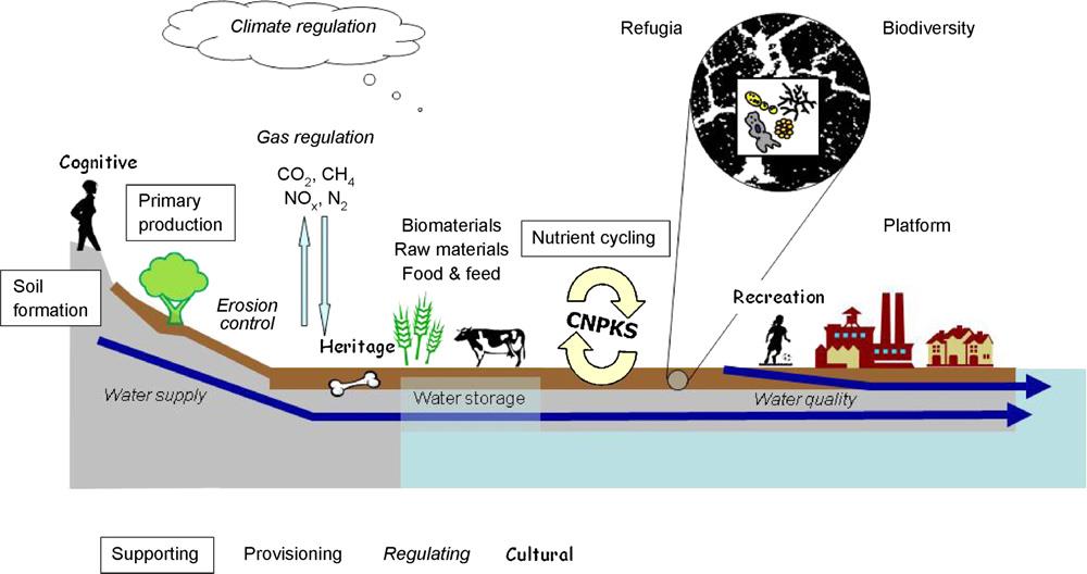 Talajfunkciók és ökoszisztéma szolgáltatások Categorisation and nature of the key