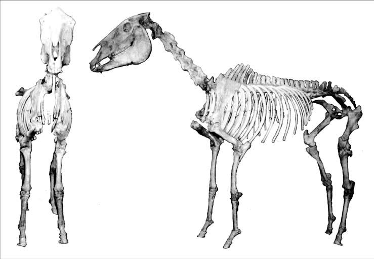 Csengele 40/56. sír. Arab típusú mén Sótonyi-féle rekonstruált csontváza. Folia Archeologica, 2005 2006., 165. o. háromnak ismerjük.