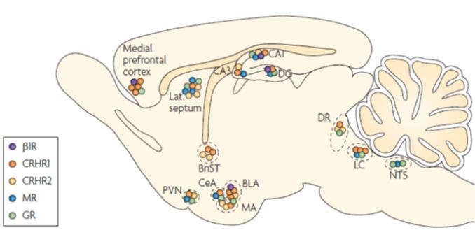 A stresszreakciók szabályozásában résztvevő legfontosabb agyi szabályozó struktúrák 1R - típusú adrenerg receptor CRHR - corticotropin releasing hormone receptor MR mineralokortikoid receptor GR