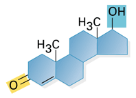 mellékvesék A mellékvese kéreg működése külső kéreg kéreg velő kéreg vesék Mineralokortikoidok (aldoszteron) velő szteroid hormonok Glukokortikoidok (kortizol): glukoneogenezist serkentik (májban)