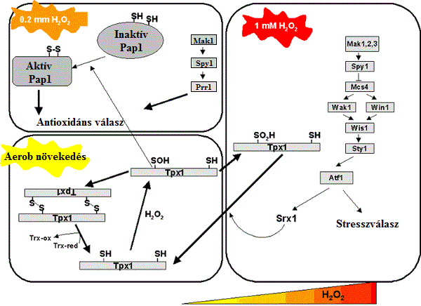 5. ábra. S. pombe oxidatív stresszválasza különböző mértékű oxidatív stressz esetén (Vivancos és mtsai., 2006). III.4. A Saccharomyces cerevisiae III.4.1. A S. cerevisiae általános jellemzése A S.